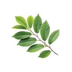 Nature's Embrace: A vibrant branch, adorned with lush green leaves, reaching out in a display of vitality and natural beauty. Embodying life, growth, and the simple elegance of botanical wonder.