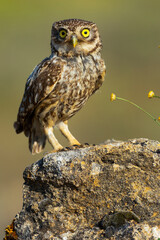 Little Owl, Athene noctua, Mediterranean Forest, Castilla y Leon, Spain, Europe
