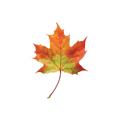 Autumn Maple Leaf: A vibrant, close-up view of a single maple leaf, showcasing the stunning blend of red, orange, and green hues that characterize the fall season. capturing the beauty of a season.