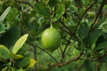 lemons from the tree