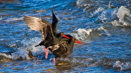 African Black Oystercatcher, Haematopus moquini, Walker Bay Nature Reserve, Gansbaai, Western Cape, South Africa, Africa