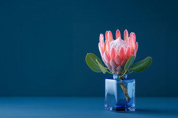  Royal protea flower in a transparent blue vase