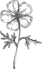 Musk mallow flower sketch. Hand-drawn botanical illustration. Natural skin care, aromatherapy, perfumery, and organic cosmetics logo design. NOT AI generated
