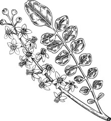 Frankincense tree sketch. Hand-drawn botanical illustration. Aromatic ingredients, perfumery, and organic cosmetics logo design. NOT AI generated
