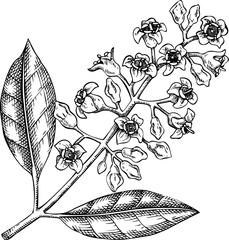 Sandalwood sketch. Hand-drawn botanical illustration. Natural skin care, aromatherapy, perfumery, and organic cosmetics logo design. NOT AI generated