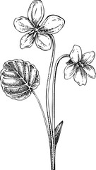 Violet flower sketch. Hand-drawn botanical illustration. Natural skin care, aromatherapy, perfumery, and organic cosmetics logo design. NOT AI generated