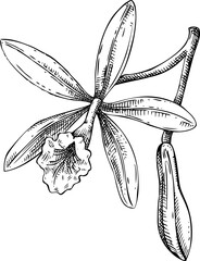 Vanilla orchid sketch. Hand drawn botanical illustration. Aromatic ingredient for food, perfumery, and organic cosmetics logo design. NOT AI generated