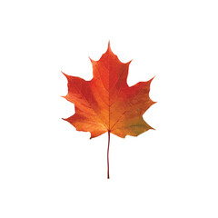 Autumn Maple Leaf: A vibrant, single maple leaf displays rich autumnal colors of red and orange, set against a clean backdrop, capturing the essence of the fall season.
