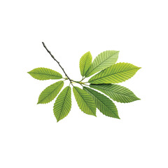 Botanical Branch of Serenity: A close-up, high-angle photograph captures the delicate arrangement of verdant leaves on a slender branch, symbolizing life, growth, and the inherent beauty of nature.