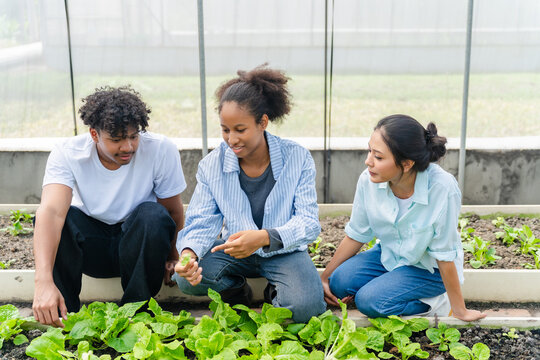 Group of young people working together in a greenhouse, growing and caring for green vegetables. Diverse team of farmers or students engaged in sustainable agriculture.