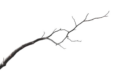 Photo of thin, twisted, and barren tree branch with no leaves isolated on transparent background.png