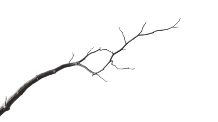 Photo of thin, twisted, and barren tree branch with no leaves isolated on transparent background.png