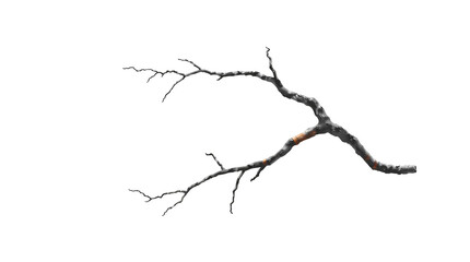 Photo of thin, twisted, and barren tree branch with no leaves isolated on transparent background.png