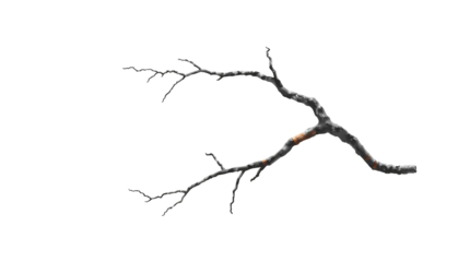Photo of thin, twisted, and barren tree branch with no leaves isolated on transparent background.png