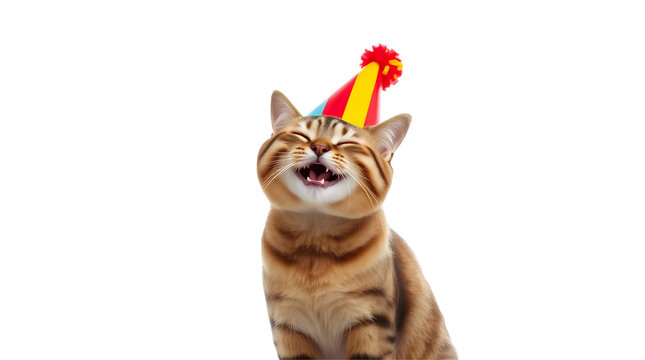 Photo of tabby cat wearing a colorful party hat isolated on transparent background.png