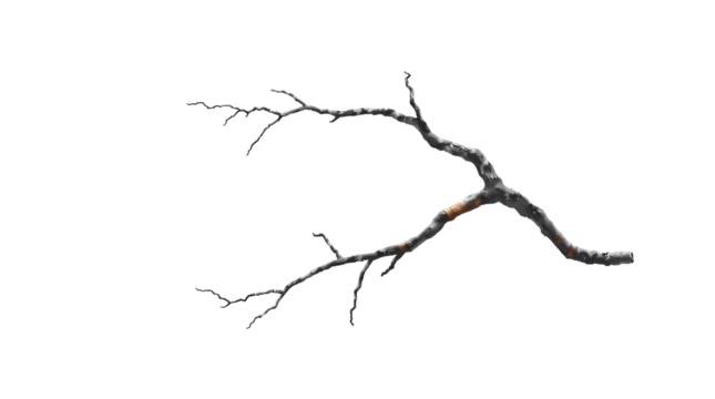 Photo of thin, twisted, and barren tree branch with no leaves isolated on transparent background.png