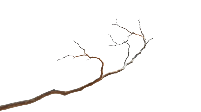 Photo of thin, twisted, and barren tree branch with no leaves isolated on transparent background.png - Powered by Adobe