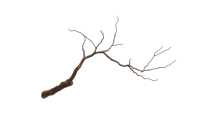 Photo of thin, twisted, and barren tree branch with no leaves isolated on transparent background.png