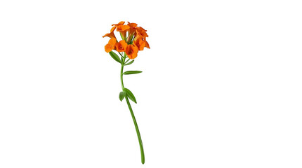 Photo of single stem of a flower with orange flowers and green leaves isolated on transparent background.png