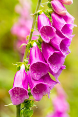 Foxglove (Digitalis purpurea) is a poisonous species of flowering plant in the plantain family Plantaginaceae. Macro close up of pink flowering stem from frog perspective with blurred background.