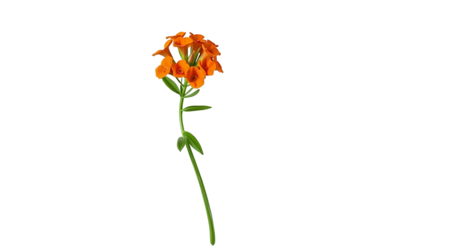 Photo of single stem of a flower with orange flowers and green leaves isolated on transparent background.png