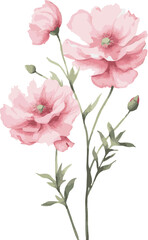 Delicate watercolor rose pink flowers plant
