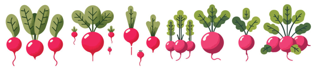 Vector set of radish vegetables