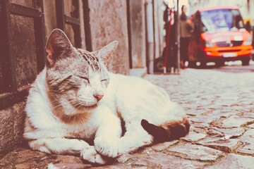 Fototapety na wymiar - Fototapeta24.pl