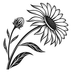 A black and white sunflower with a bud shows simplicity and elegance