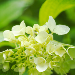 6月の花　雨の日のの紫陽花の花111