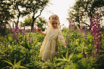 Happy little girl in a light summer dress walking through a blooming lupine field on a sunny day....