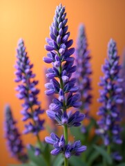 Salvia officinalis on a vibrant background, photorealistic top view Salvia officinalis flower