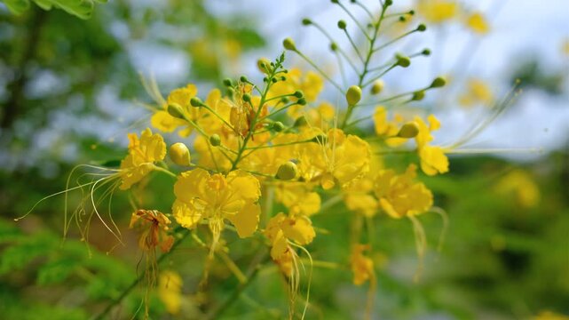 Yellow flamboyant flowers blooming with branches and leaves swaying on the wind. Tropical flower concept	