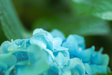 6月の花　雨の日のの紫陽花の花99