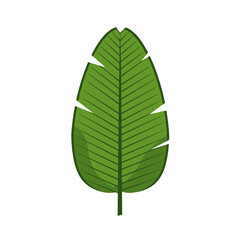 Green banana leaf with cuts on white background