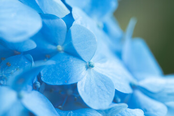 6月の花　雨の日のの紫陽花の花86