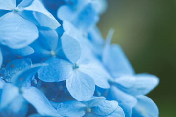 6月の花　雨の日のの紫陽花の花87