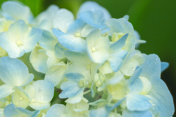 6月の花　雨の日のの紫陽花の花96