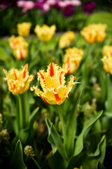 Moody close-up of colorful tulips in bloom with soft background 
