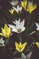 Moody close-up of colorful tulips in bloom with soft background 