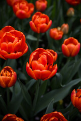 Moody close-up of colorful tulips in bloom with soft background 