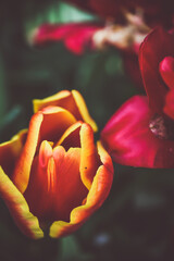 Moody close-up of colorful tulips in bloom with soft background 