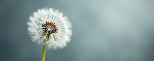 Close-up of delicate white dandelion seed heads against a muted gray backdrop , fragile, subtle, feathery