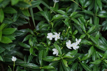Lush Green Foliage with Delicate White Flowers A Close-Up View of Nature's Beauty