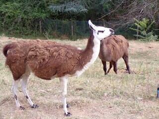 llama in the grass © Morrow Newbury