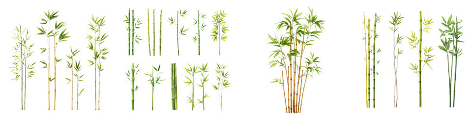 Obraz premium Bamboo plants in natural environment