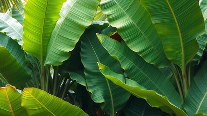 Vivid Green Banana Leaves