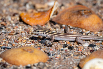 Little desert grassland whiptail lizard eating a mealworm