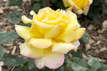 Fototapeta premium Close up photo of bright yellow rose in full bloom