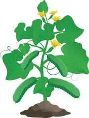 Stylized cucumber plant with green leaves, yellow flowers, and hanging cucumbers growing from brown soil. Detailed botanical illustration on a white background, perfect for agriculture themes.